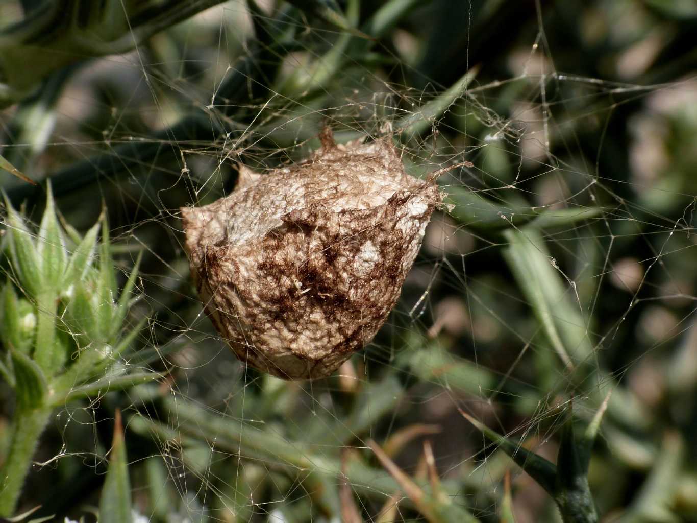 Argiope lobata costruzione ovisacco